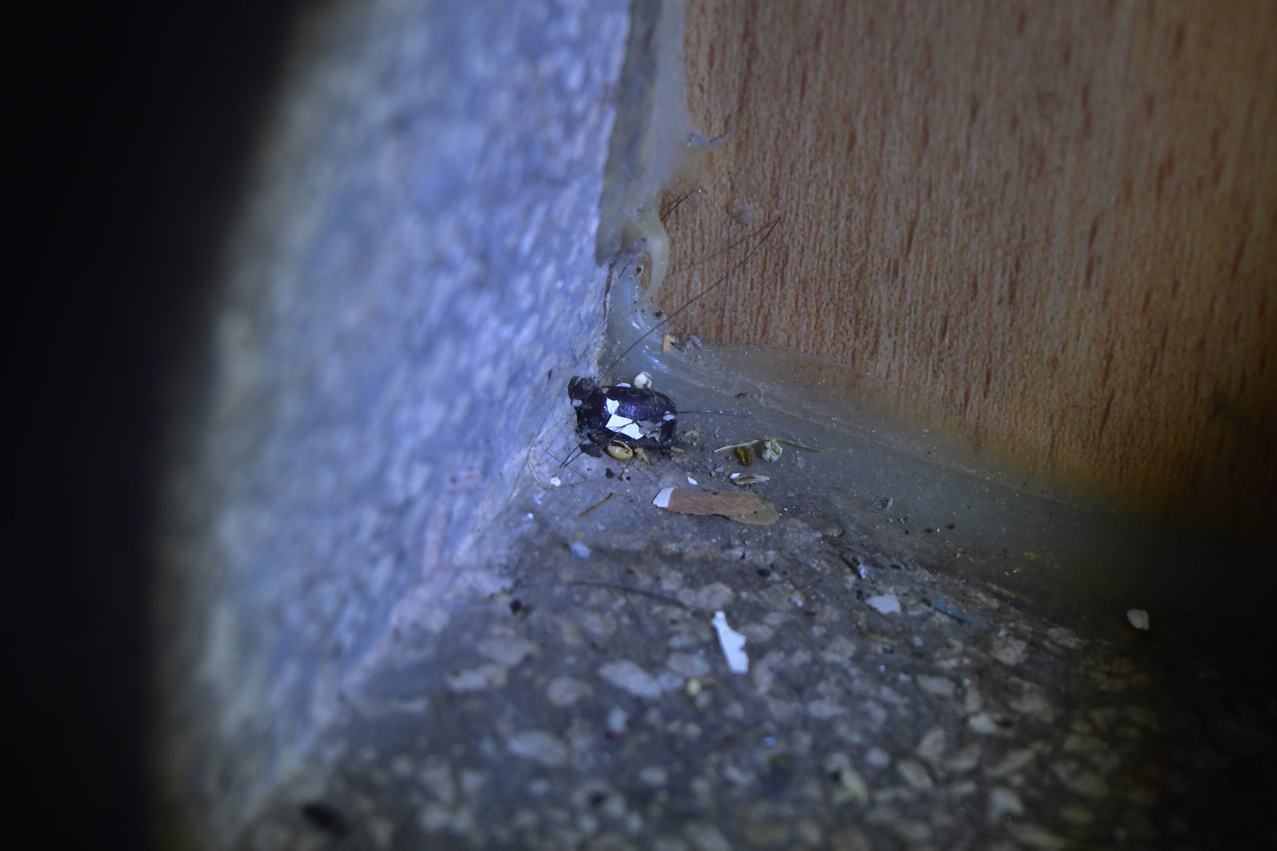 看到蟑螂蛋千萬別拖！蟑螂卵鞘清除方法一次看懂