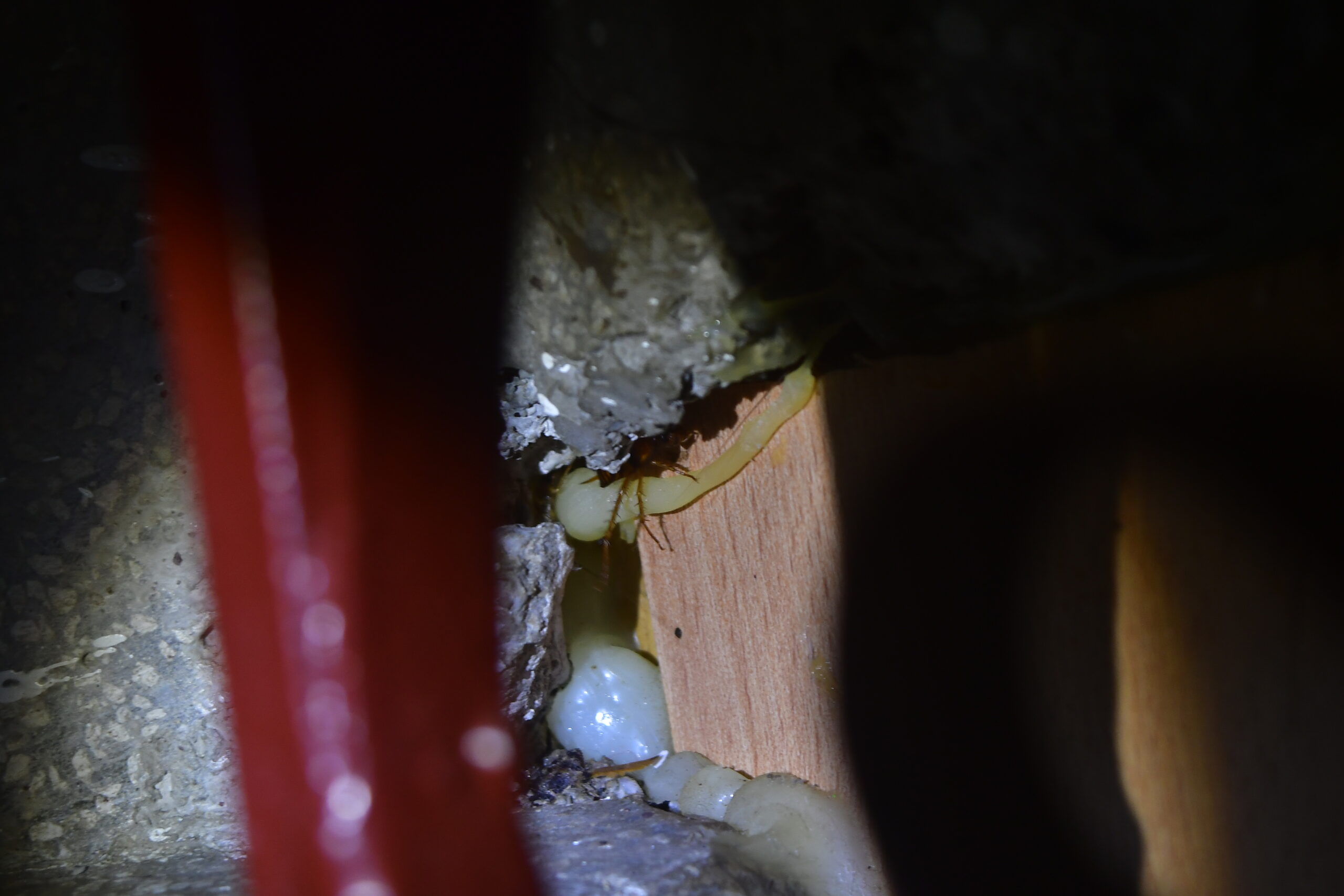 你也發現家裡有蟑螂？教你判斷＋消滅方法一次看