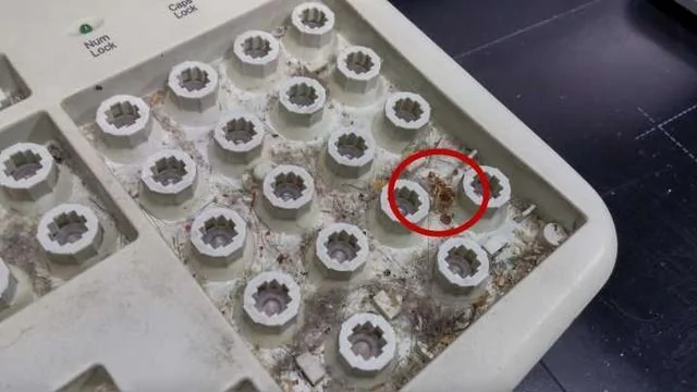 電腦鍵盤有蟑螂？原因、危害與清潔對策一次看