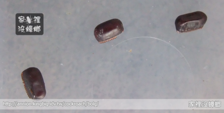 為什麼殺蟲劑殺不死蟑螂蛋？