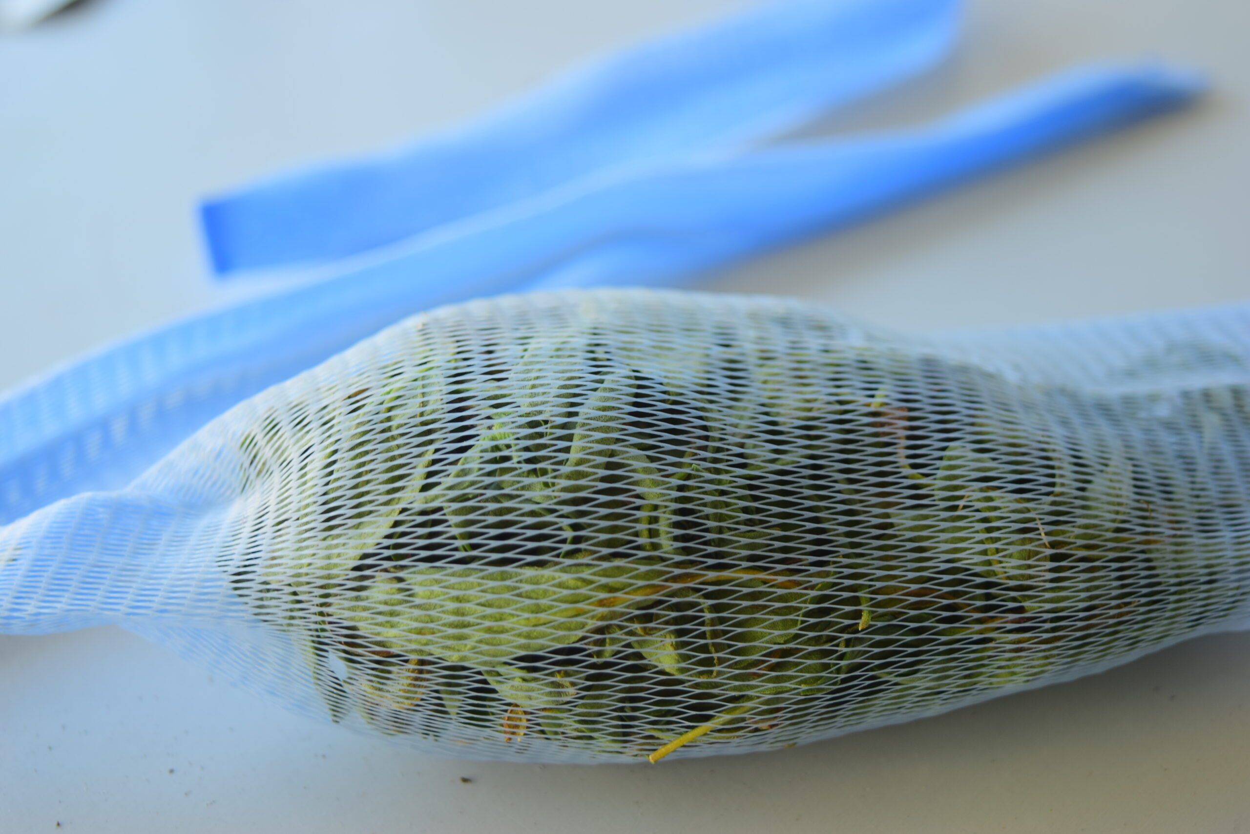 九層塔驅蟑實驗