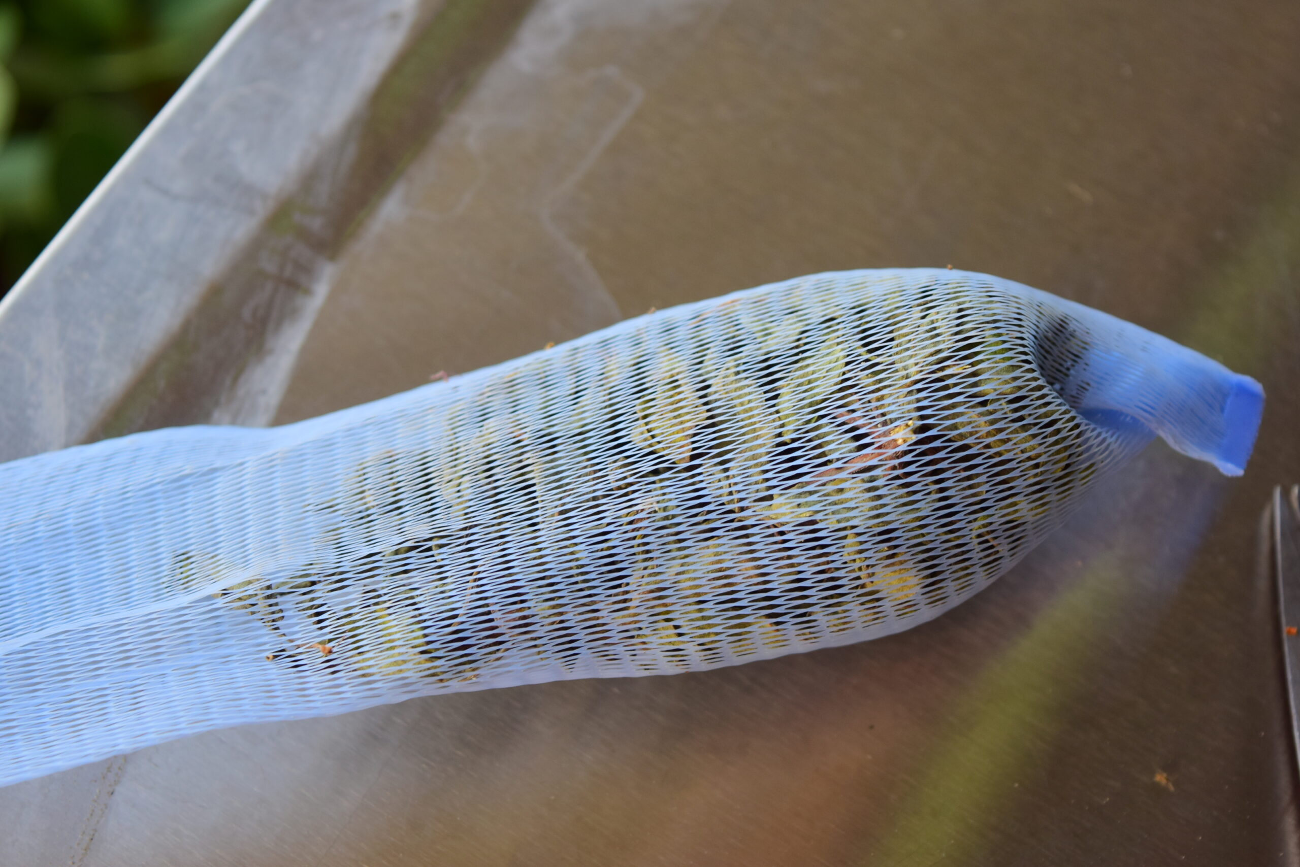 九層塔驅蟑實驗