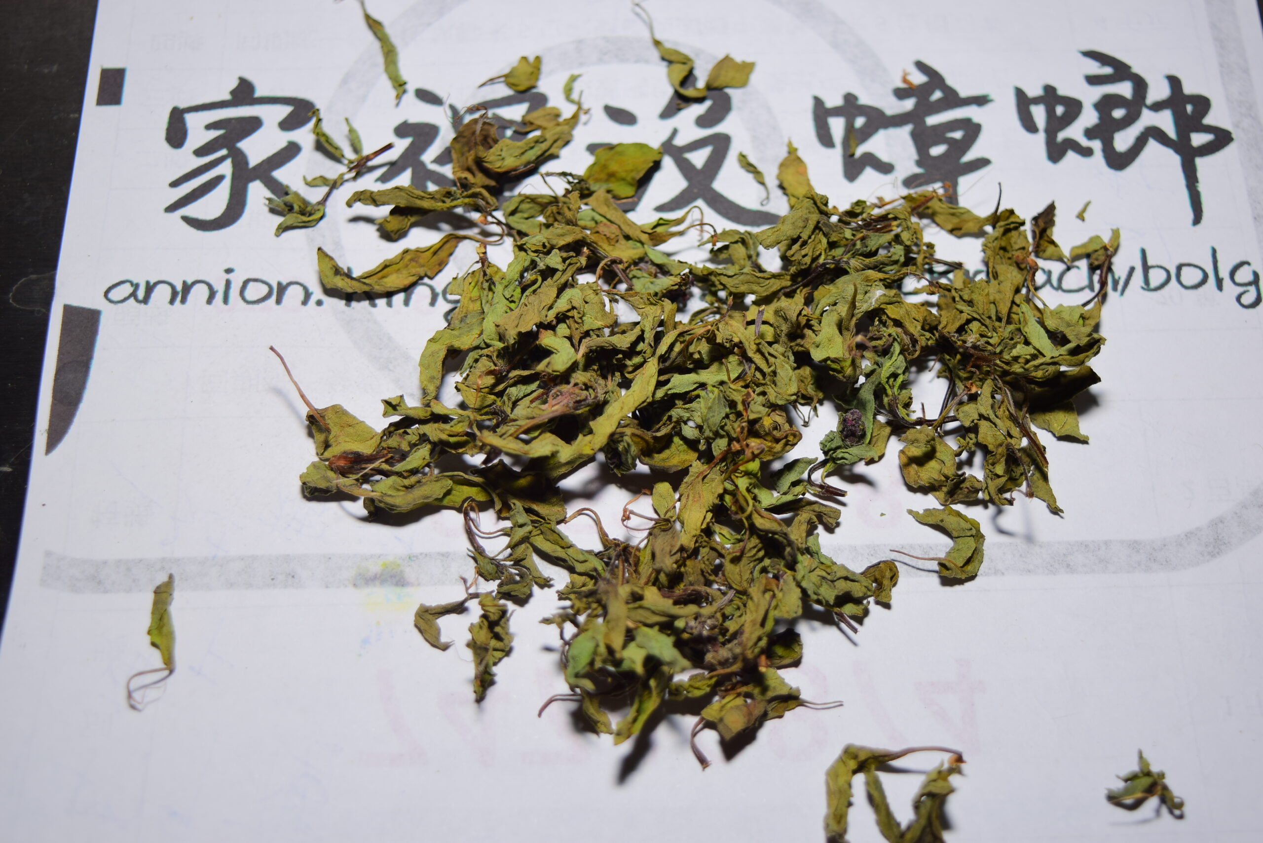 九層塔驅蟑實驗