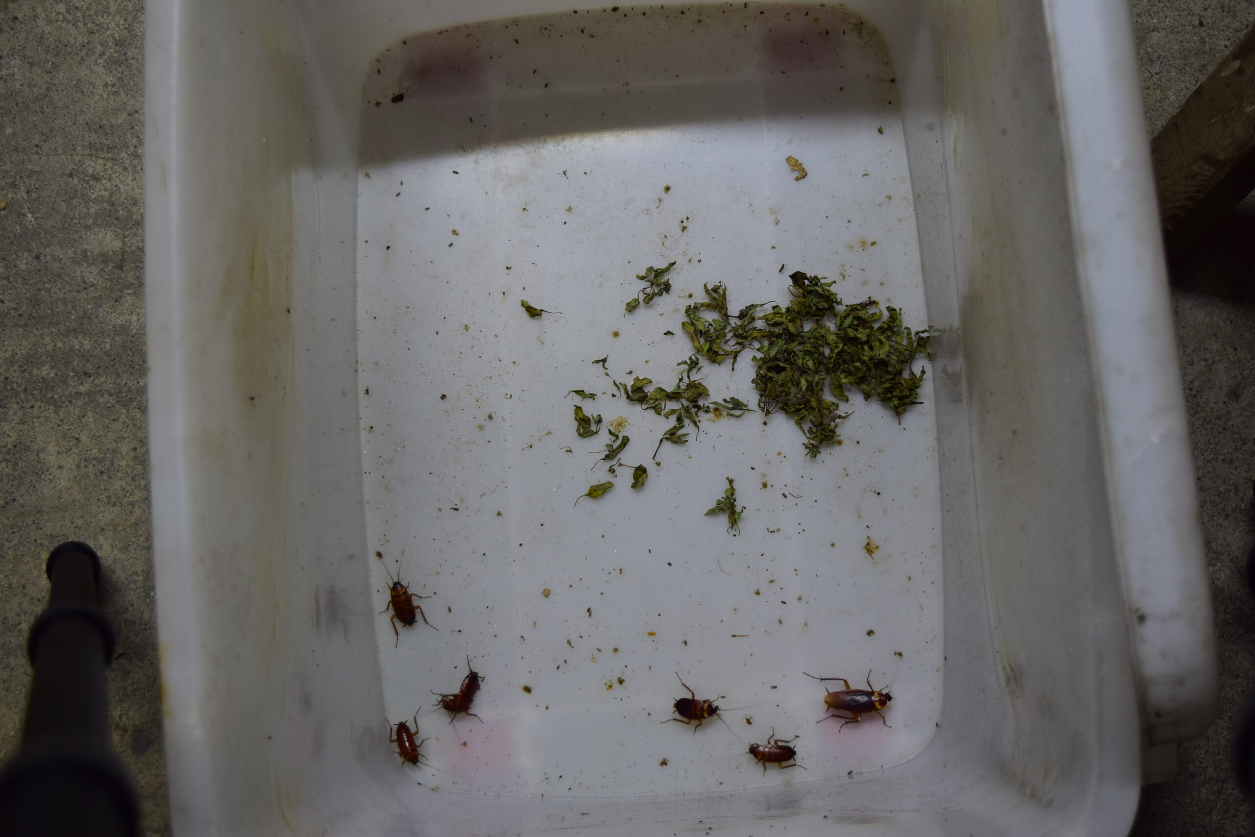 九層塔驅蟑實驗