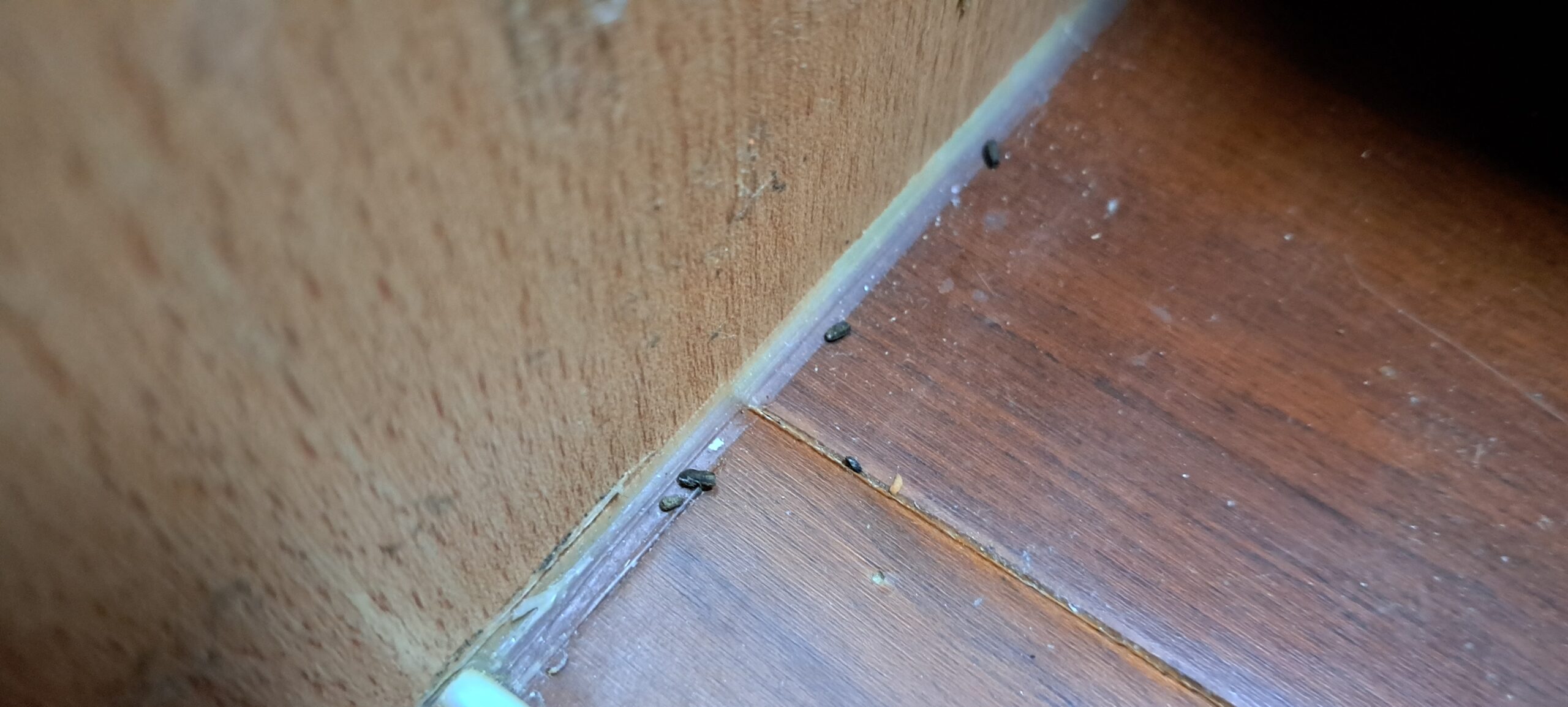 怎麼判斷家裡有沒有蟑螂窩?