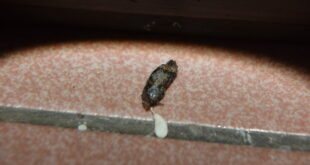 壁虎大便為什麼有黑白？