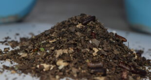 蟑螂大便長怎樣？