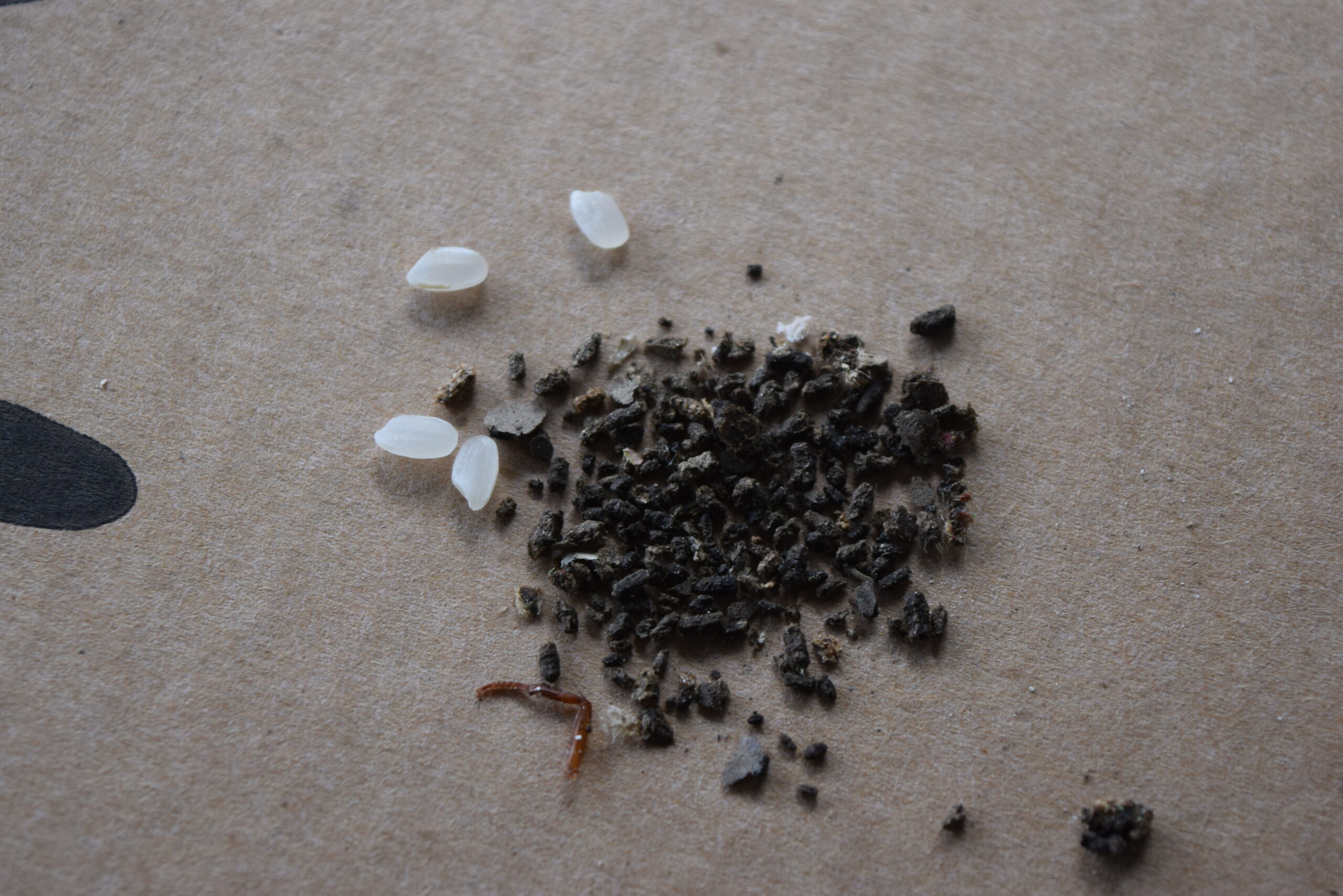 蟑螂大便長怎樣?