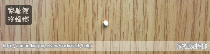 壁虎大便為什麼有黑白?