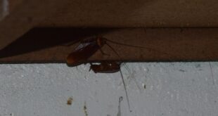 怎麼判斷家裡有沒有蟑螂窩？