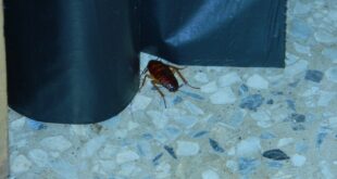 家裡出現蟑螂的原因：食物、水源、躲藏縫一次搞懂