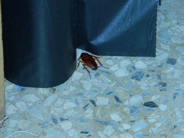 家裡出現蟑螂的原因:食物、水源、躲藏縫一次搞懂