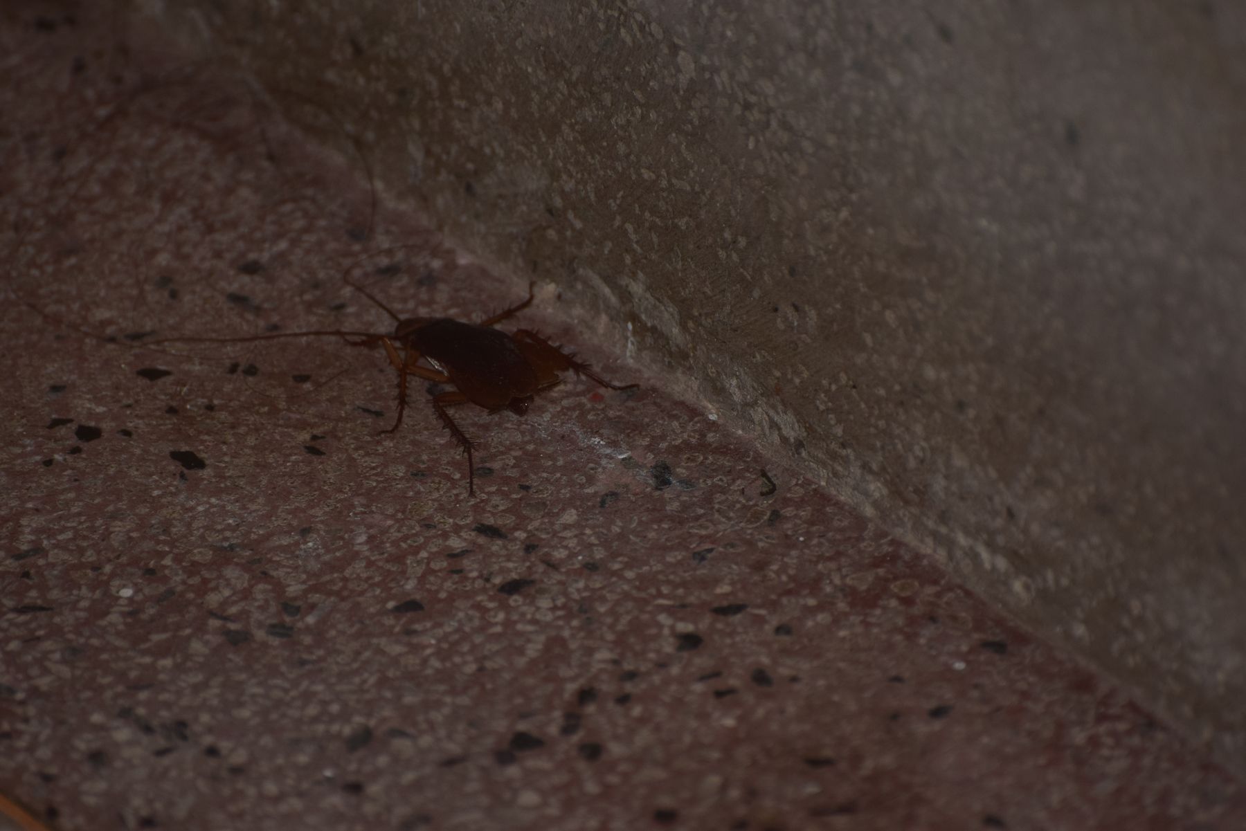 廚房排水口出現蟑螂:居家防蟑五步驟