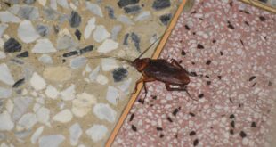 家裡出現蟑螂的原因：食物、水源、躲藏縫一次搞懂