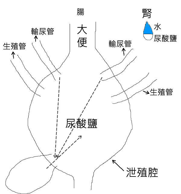 壁虎大便為什麼有黑白?