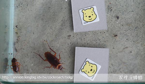 防蚊貼片能驅蟑？實驗給你看