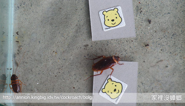 防蚊貼片能驅蟑？實驗給你看