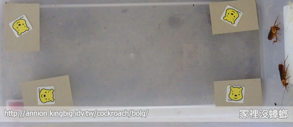 防蚊貼片能驅蟑？實驗給你看