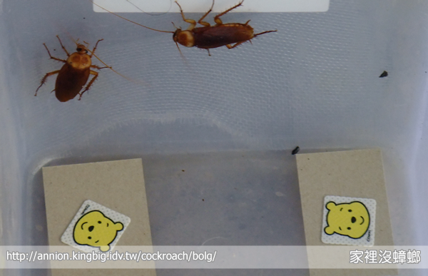 防蚊貼片能驅蟑？實驗給你看