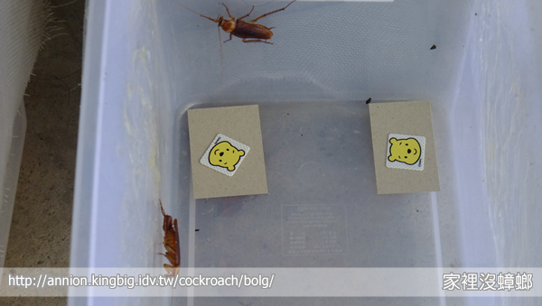 防蚊貼片能驅蟑？實驗給你看