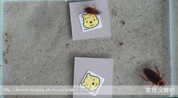 蟑螂不太願意穿越到箱底中間——看起來像被「某種因素」影響，但同時也符合蟑螂天生愛貼邊的行為模式。