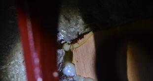 冬天蟑螂躲哪裡？10 大藏匿點一次抓出來