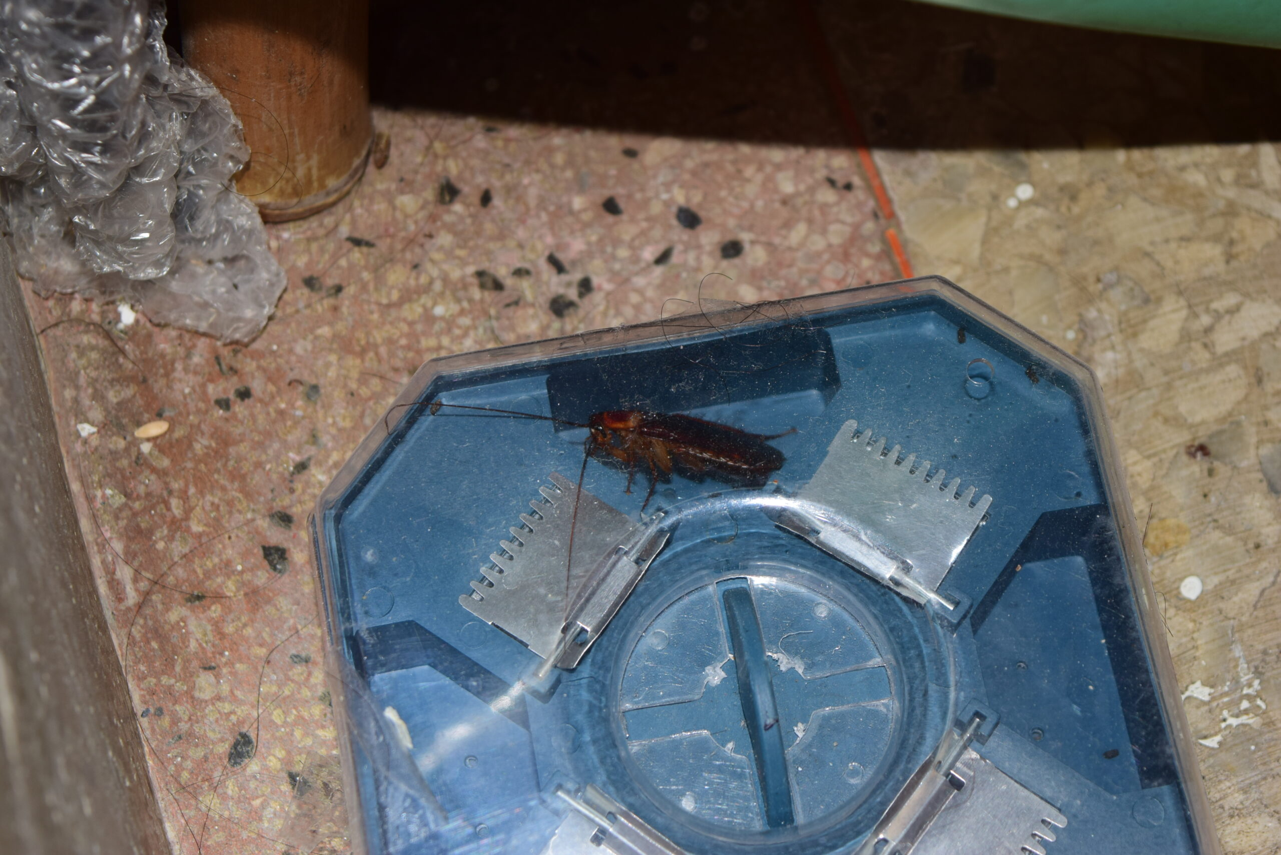 台灣常見的美洲大蟑螂，要怎麼驅蟑？