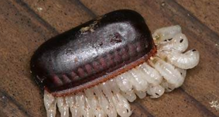 蟑螂蛋是什麼？卵鞘外觀、孵化時間與處理方法