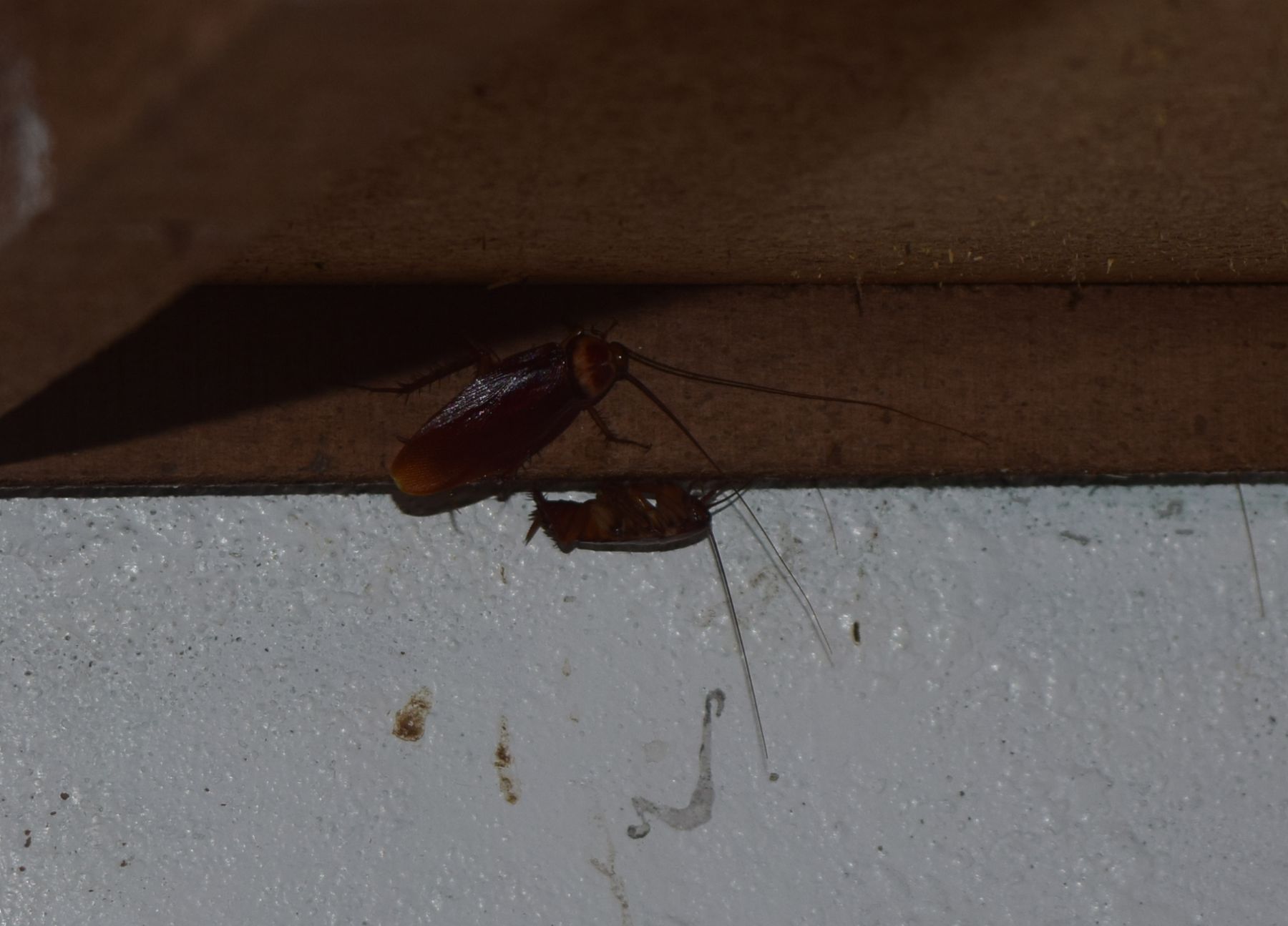 冬天蟑螂躲哪裡？10 大藏匿點一次抓出來