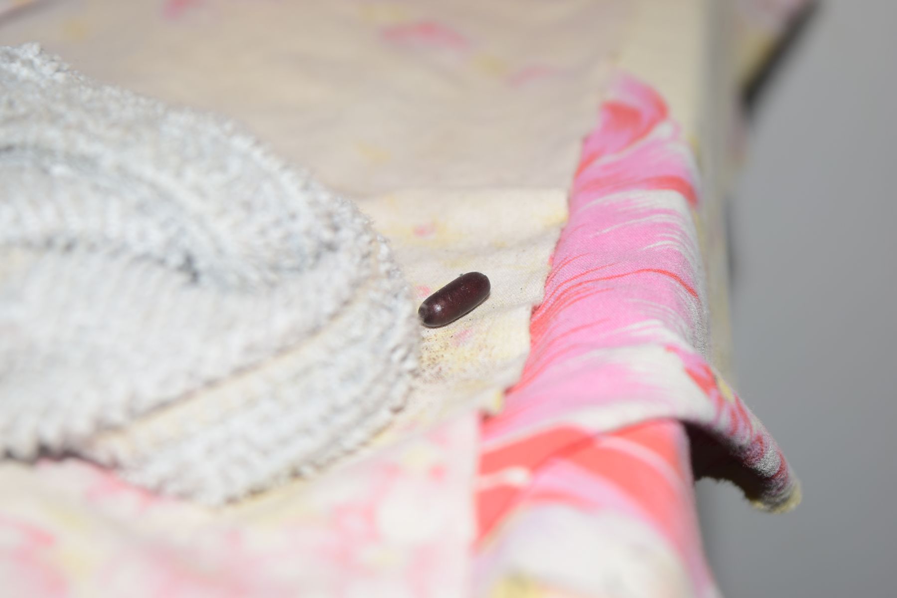 冬天蟑螂躲哪裡？10 大藏匿點一次抓出來