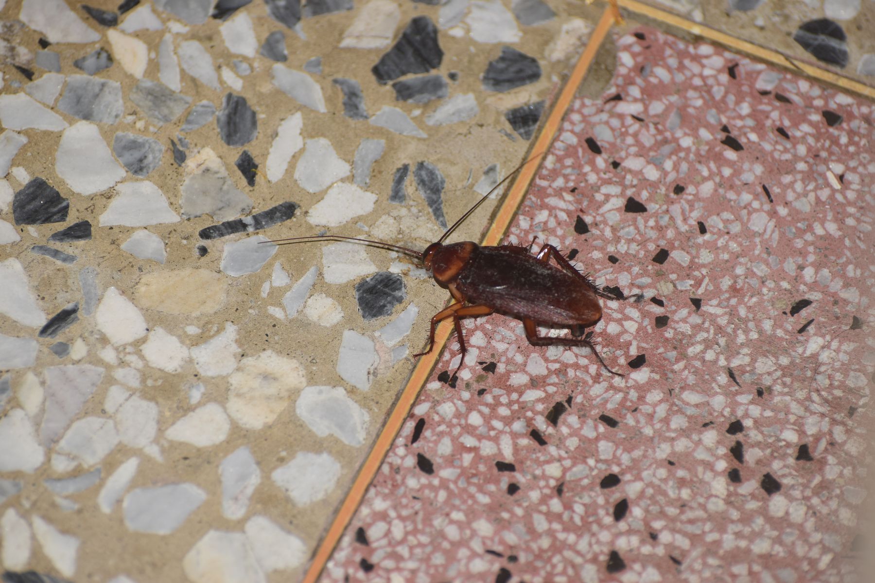 台灣常見的美洲大蟑螂，要怎麼驅蟑？