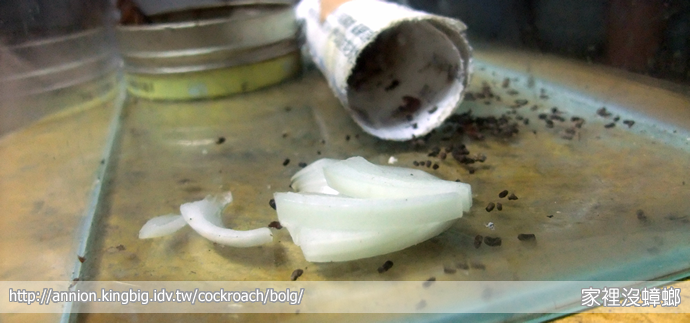 洋蔥能驅蟑螂嗎？