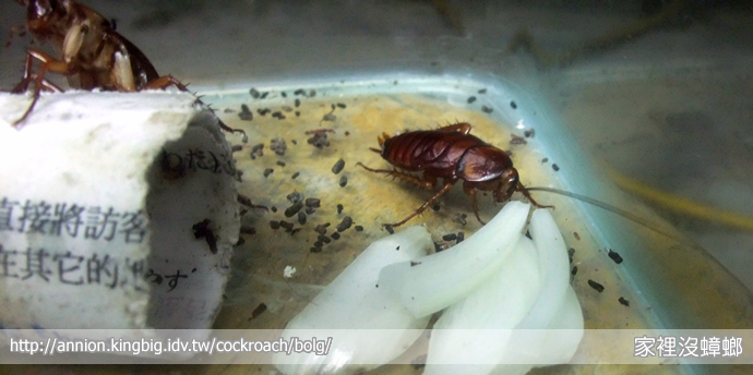 洋蔥能驅蟑螂嗎？