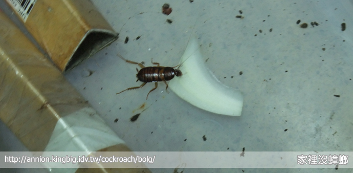 洋蔥能驅蟑螂嗎？