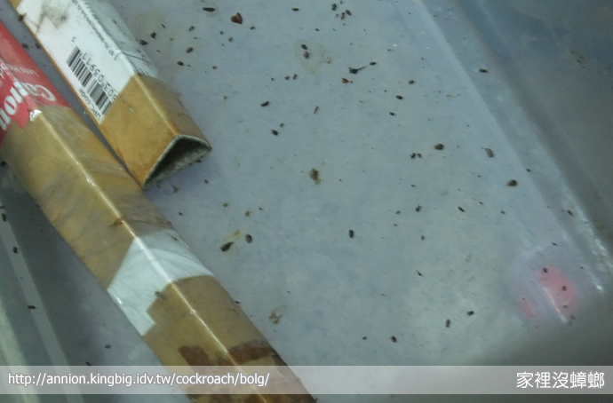 洋蔥能驅蟑螂嗎？