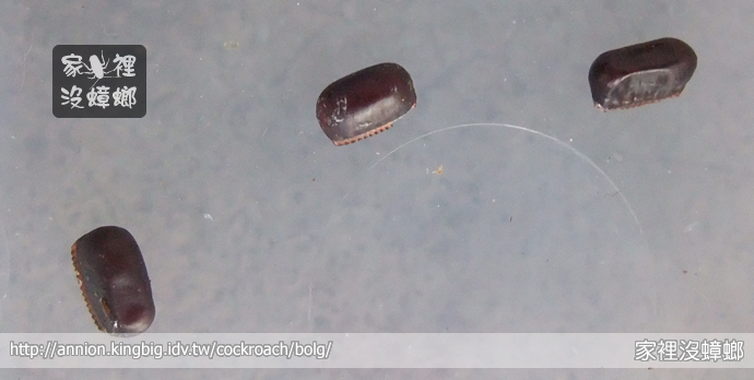 蟑螂蛋是什麼?卵鞘外觀、孵化時間與處理方法