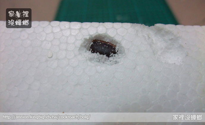 蟑螂蛋是什麼?卵鞘外觀、孵化時間與處理方法