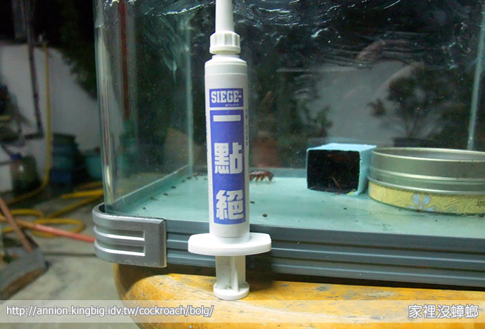 台灣常見的美洲大蟑螂，要怎麼驅蟑？