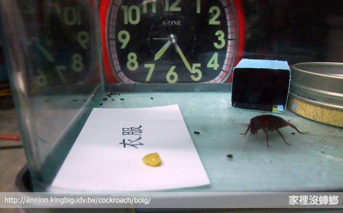 SIEGE 一點絕殺蟑實驗