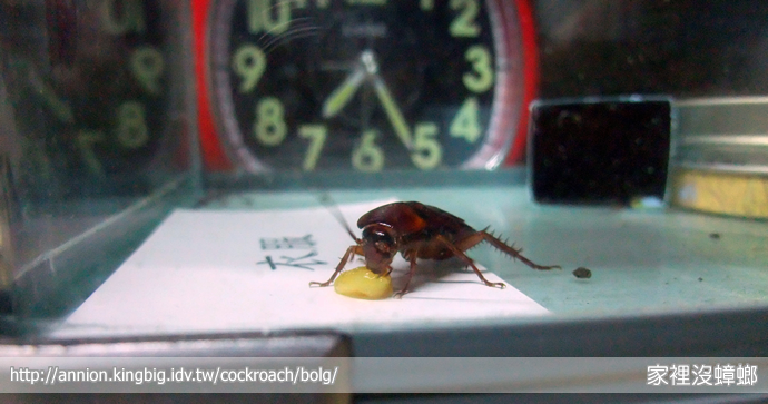 SIEGE 一點絕殺蟑實驗