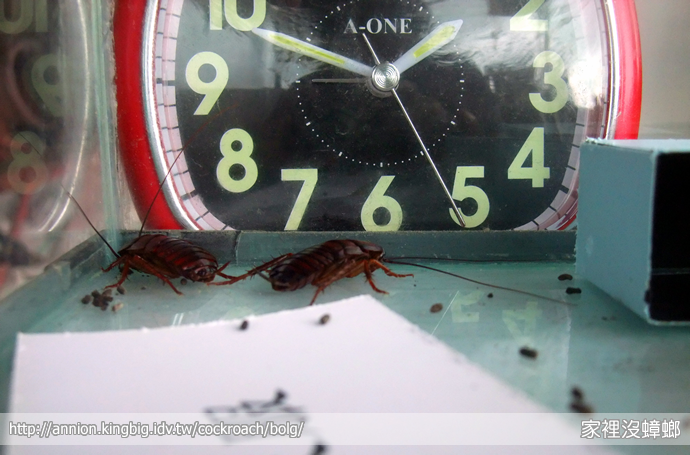 SIEGE 一點絕殺蟑實驗