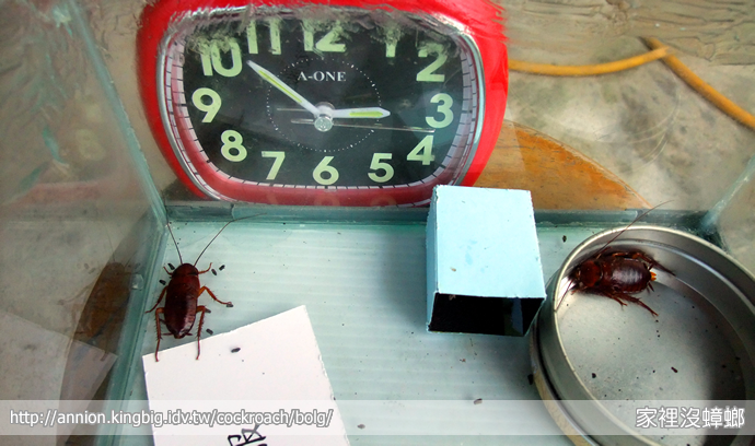 SIEGE 一點絕殺蟑實驗