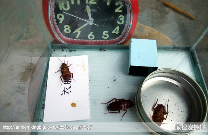 SIEGE 一點絕殺蟑實驗