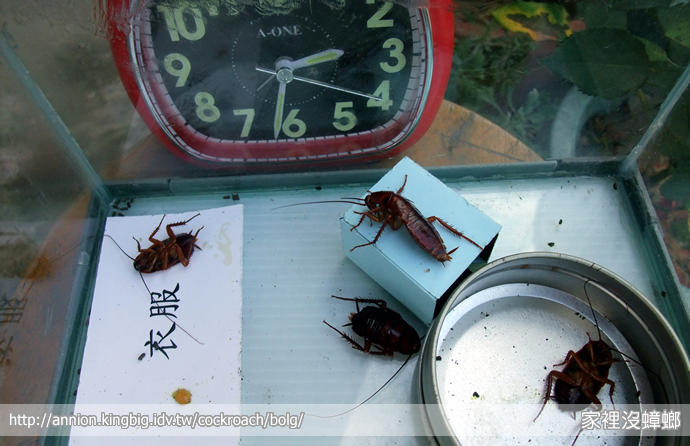 SIEGE 一點絕殺蟑實驗