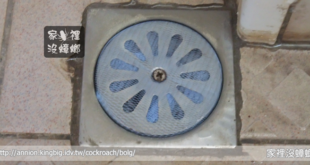 蟑螂會從排水孔爬上來嗎？