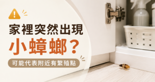 家裡突然出現小蟑螂代表什麼？