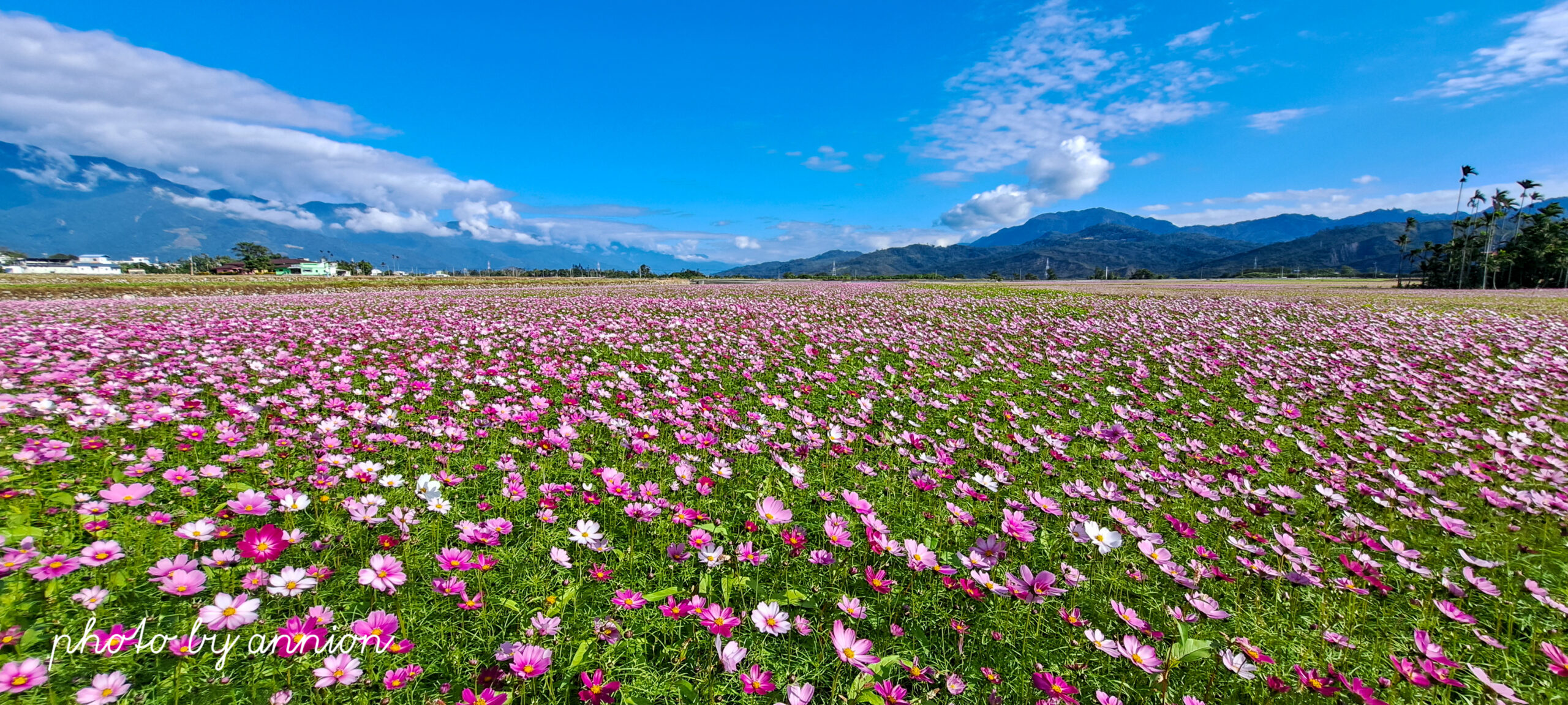 台東景點│二層坪水橋：美不勝收的波斯菊花海風情