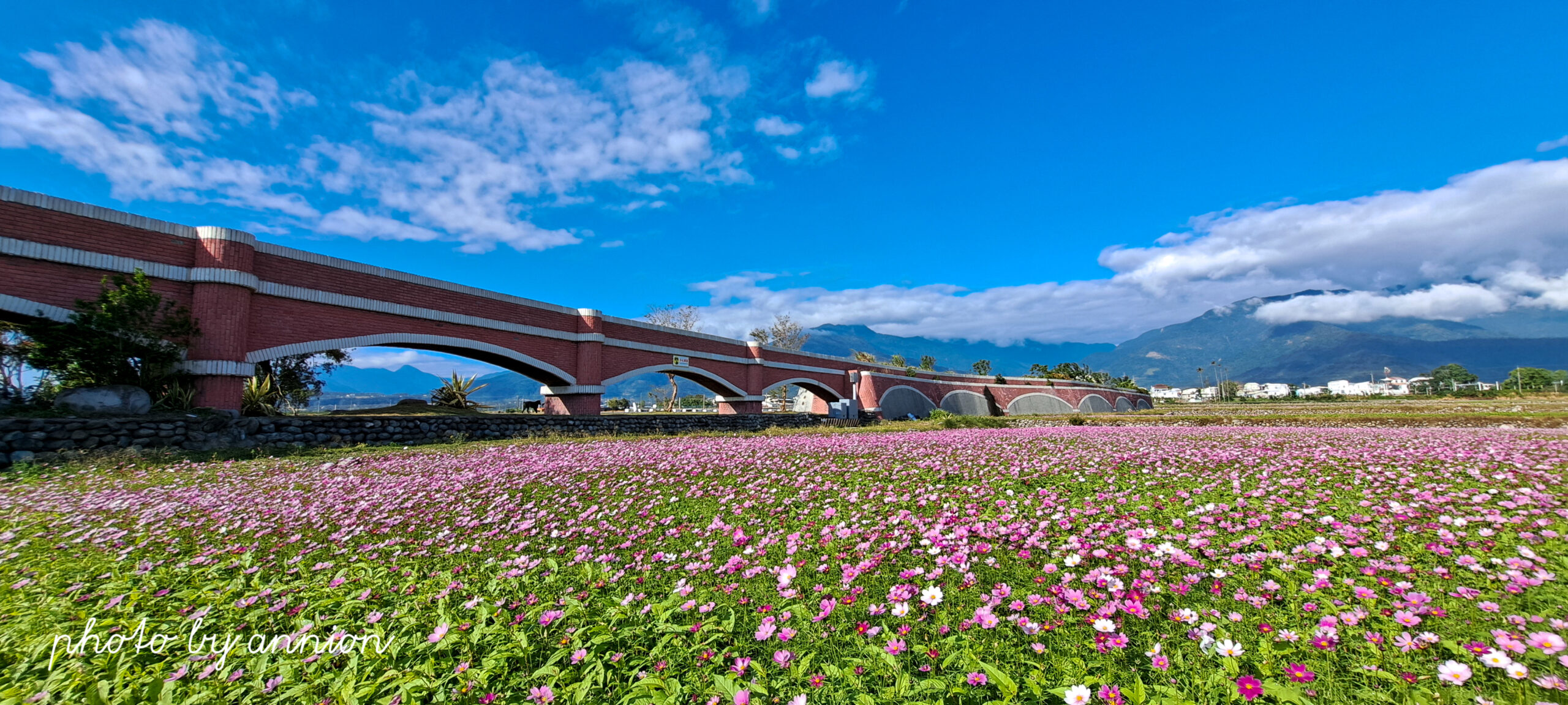 台東景點│二層坪水橋：美不勝收的波斯菊花海風情