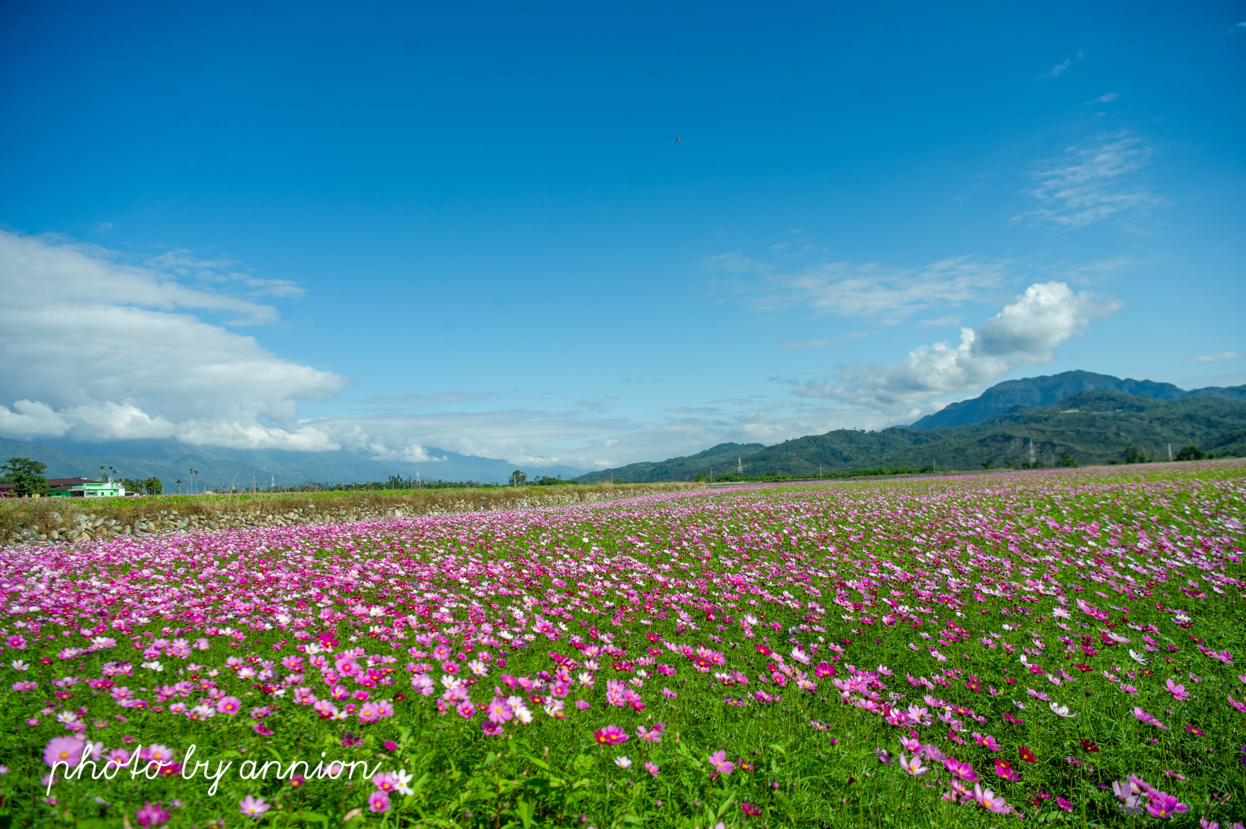 台東景點│二層坪水橋：美不勝收的波斯菊花海風情