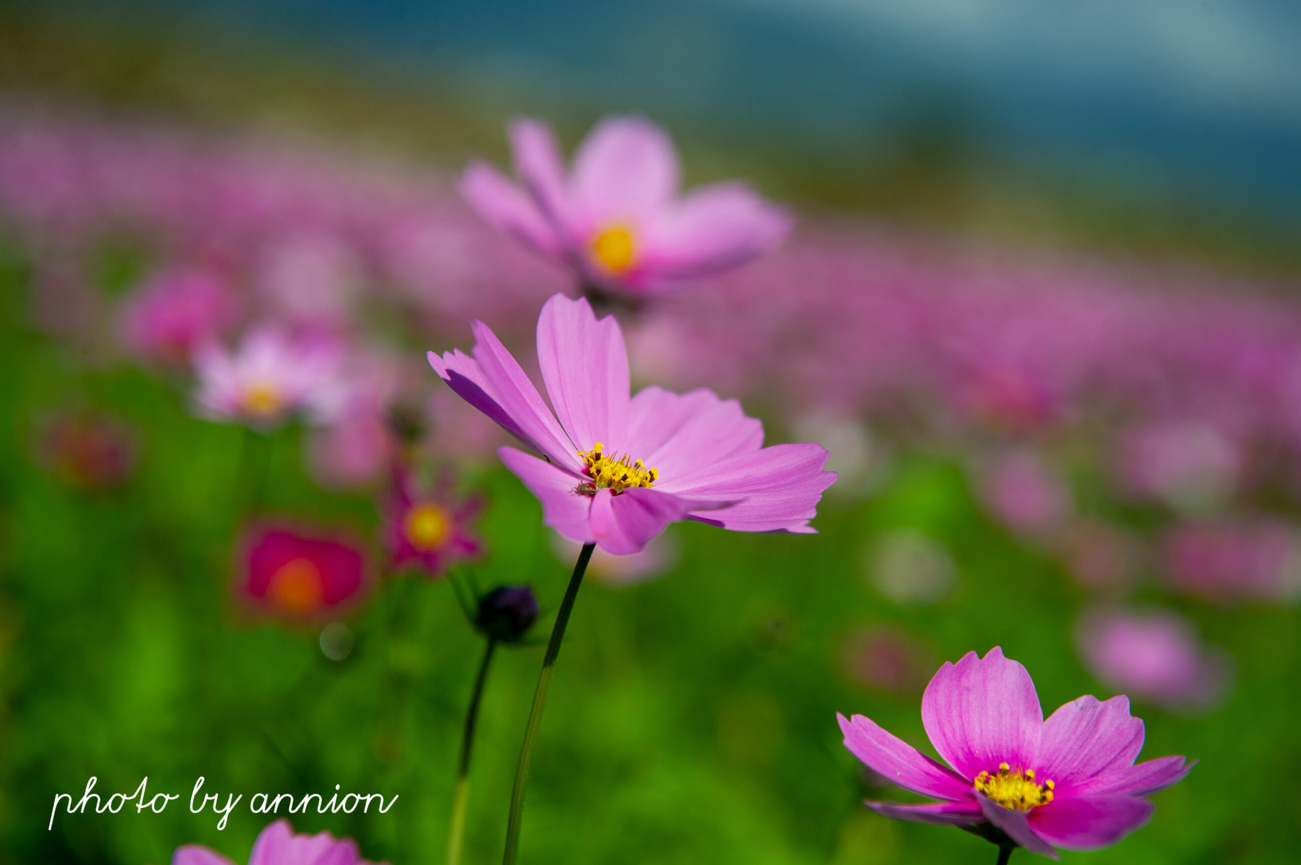 台東景點│二層坪水橋：美不勝收的波斯菊花海風情